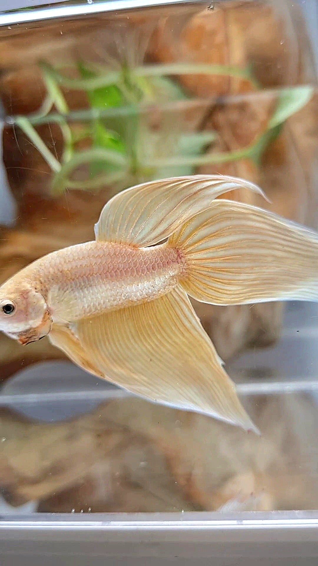 XL VEILTAIL GOLD BETTA FISH