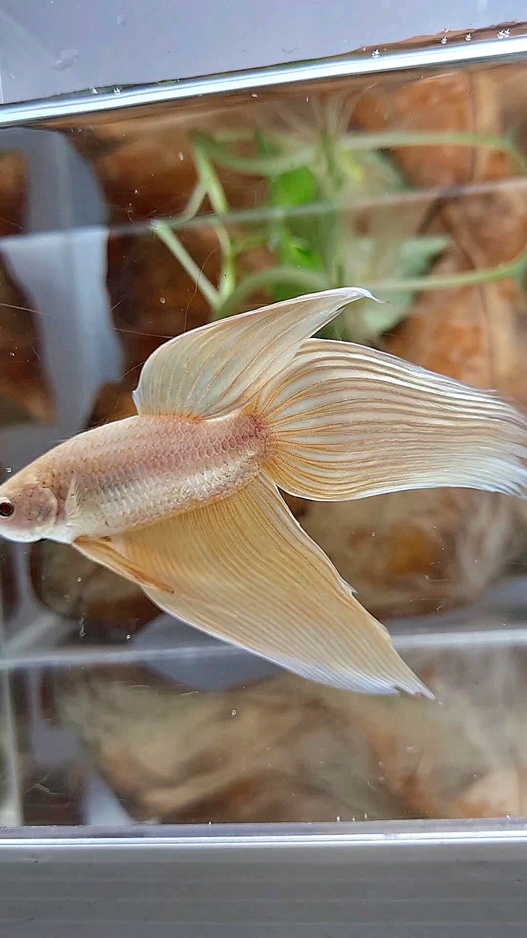 XL VEILTAIL GOLD BETTA FISH
