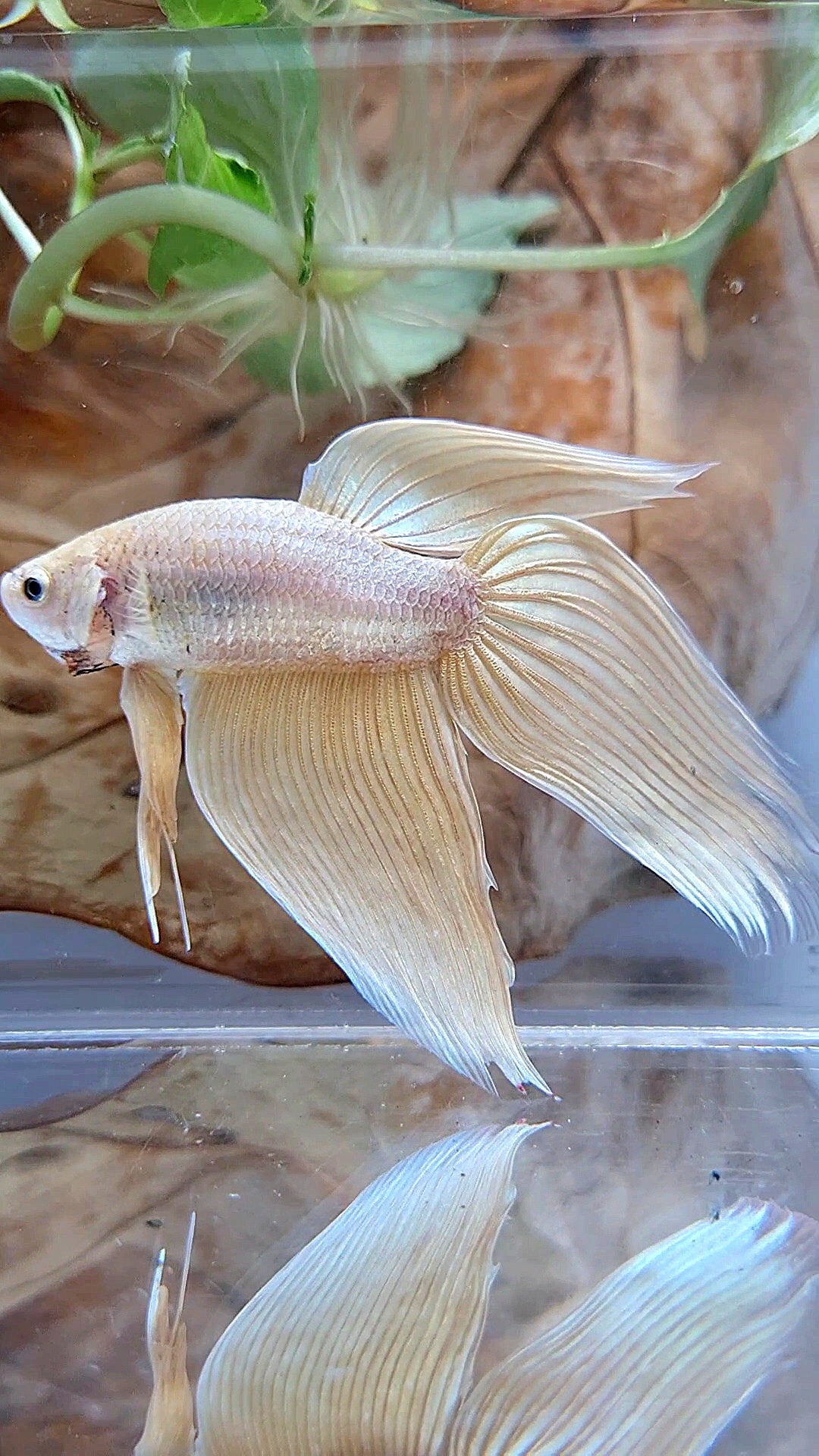 XL VEILTAIL GOLD BETTA FISH