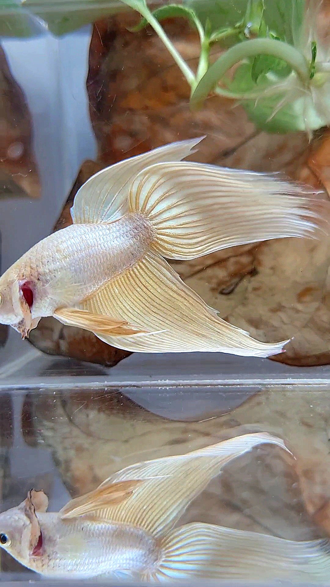 XL VEILTAIL GOLD BETTA FISH