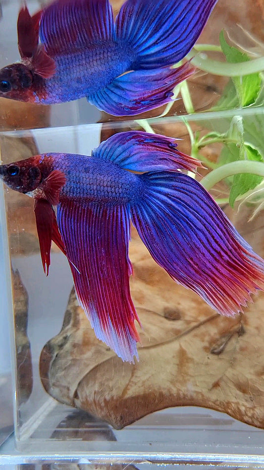 VEILTAIL SUPER PURPLE BETTA FISH