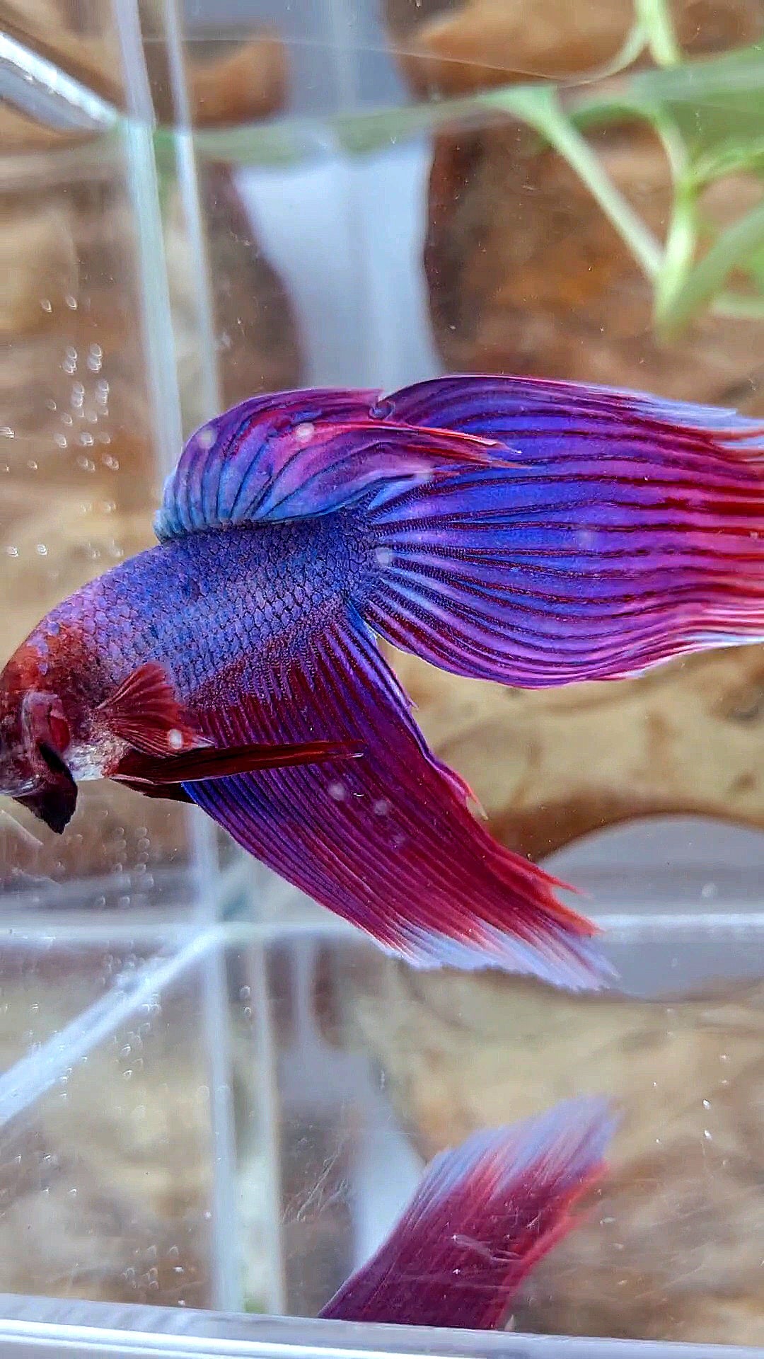 VEILTAIL SUPER PURPLE BETTA FISH