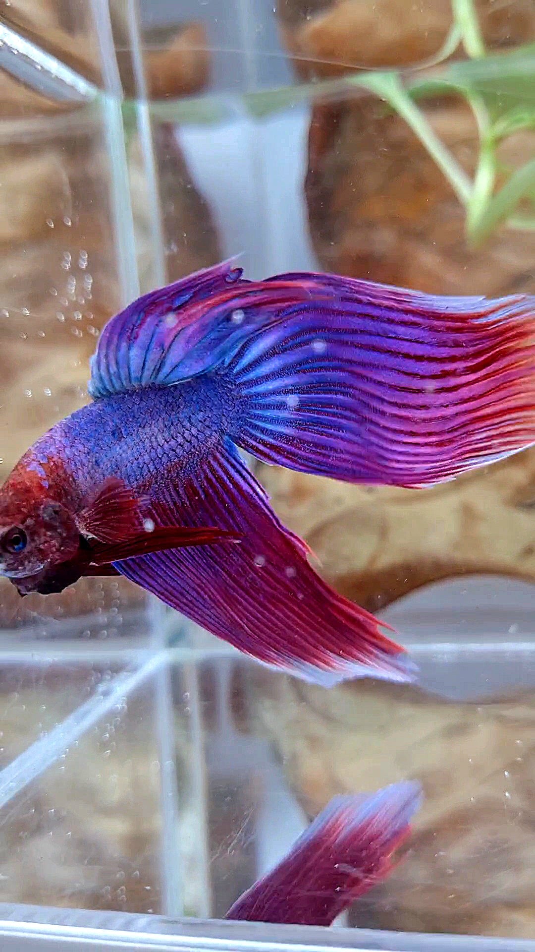 VEILTAIL SUPER PURPLE BETTA FISH