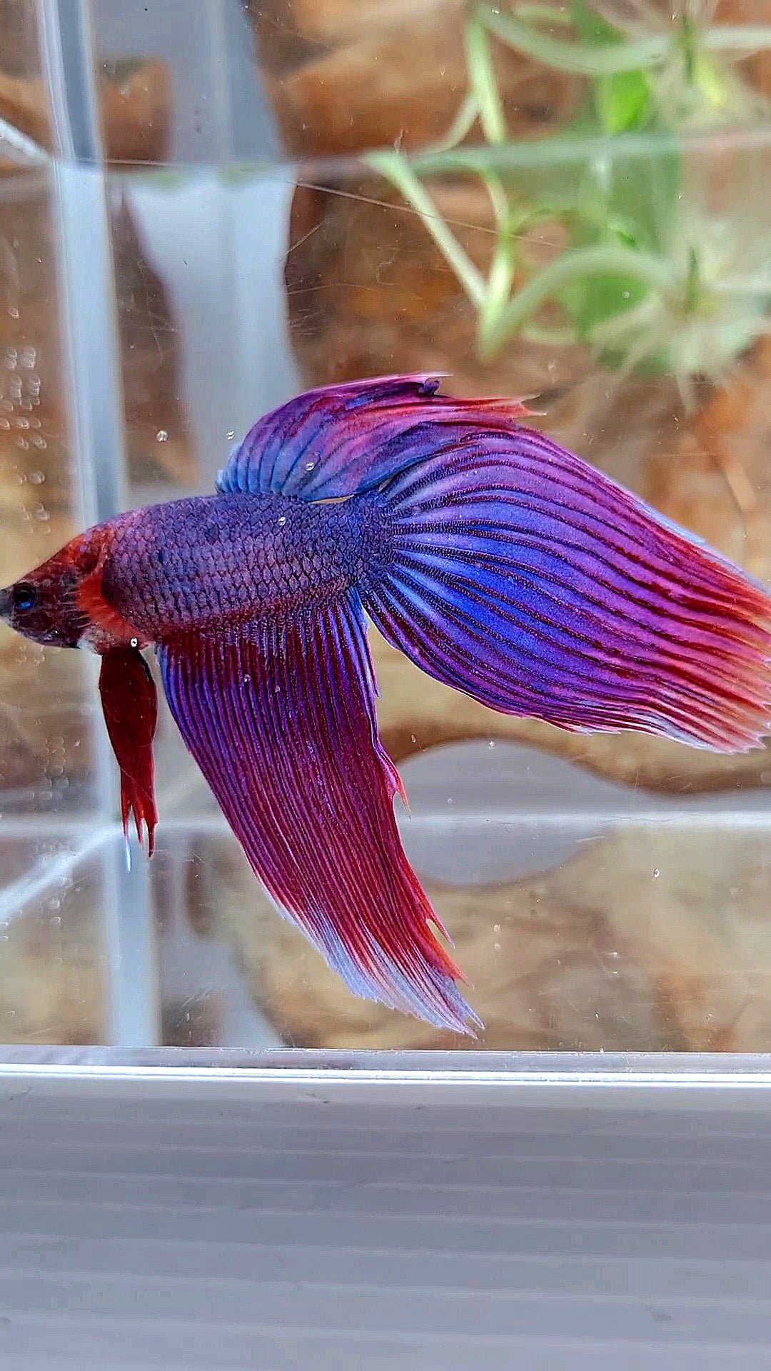 VEILTAIL SUPER PURPLE BETTA FISH