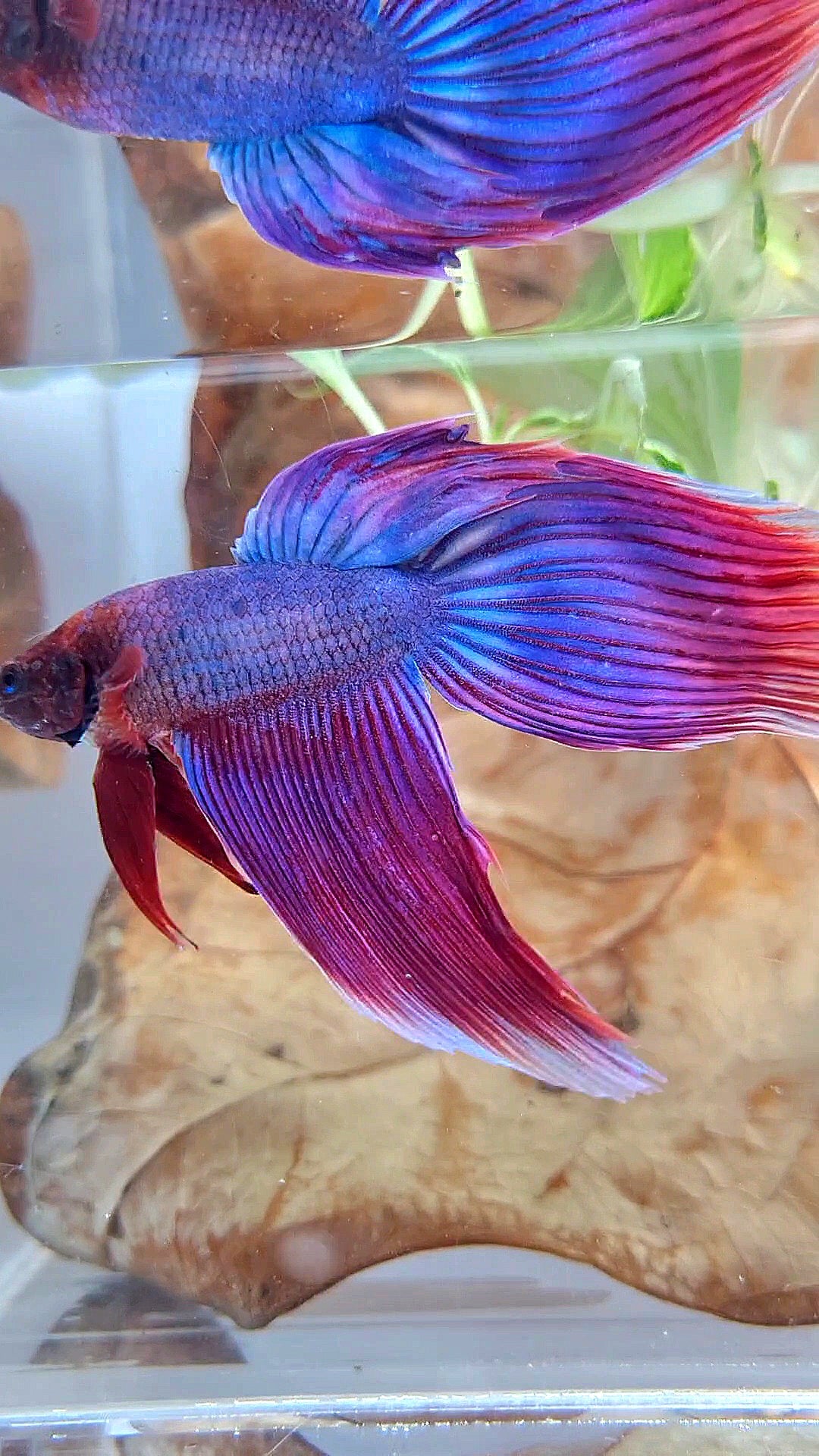 VEILTAIL SUPER PURPLE BETTA FISH