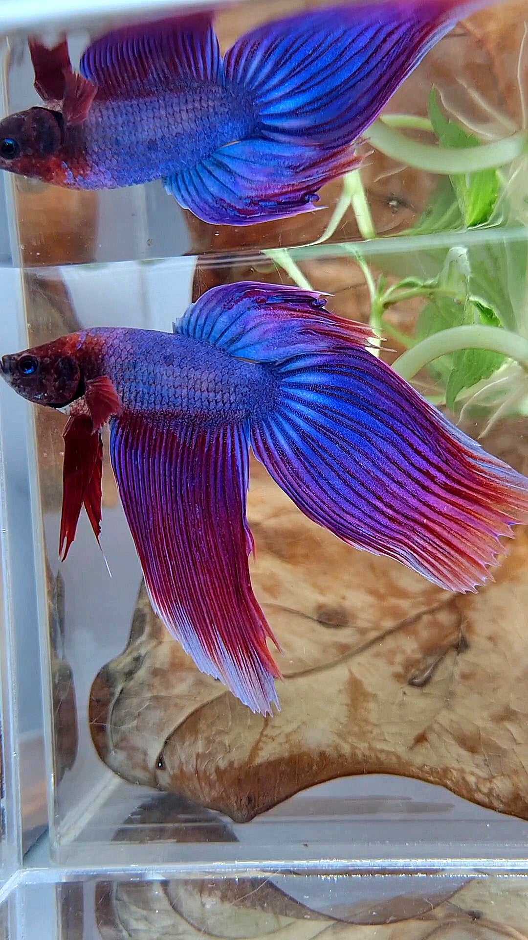 VEILTAIL SUPER PURPLE BETTA FISH