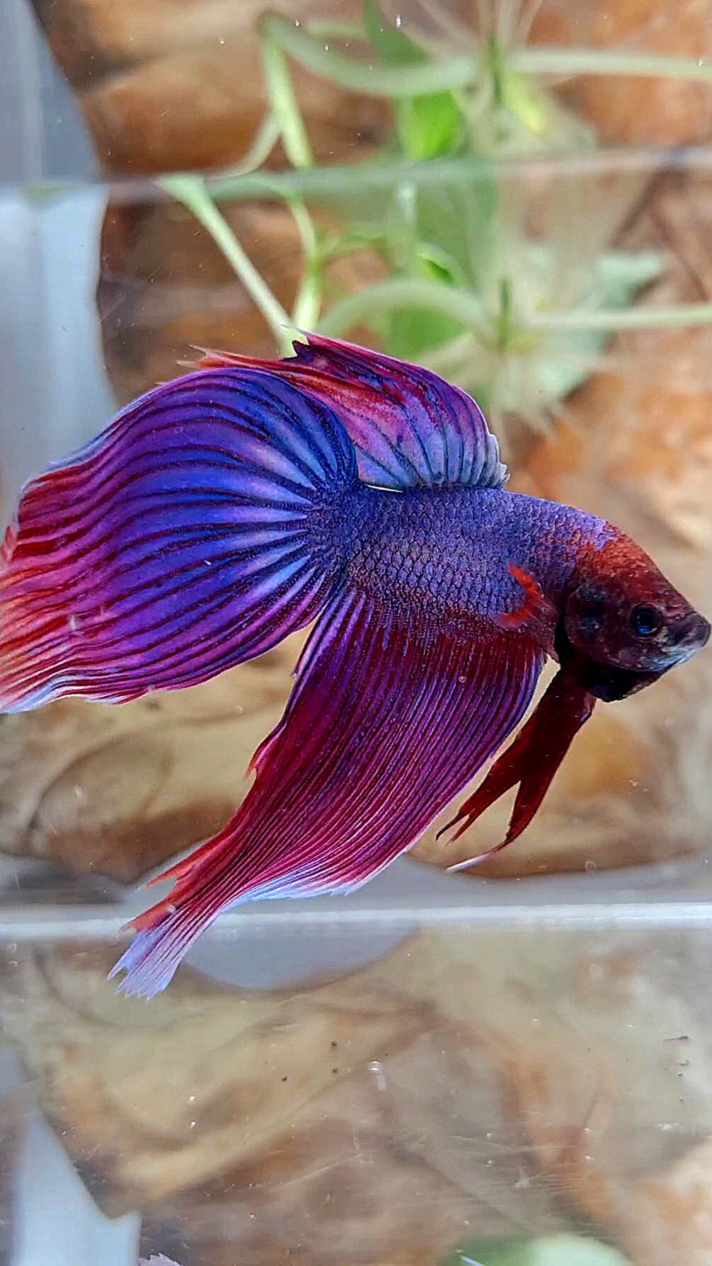 VEILTAIL SUPER PURPLE BETTA FISH