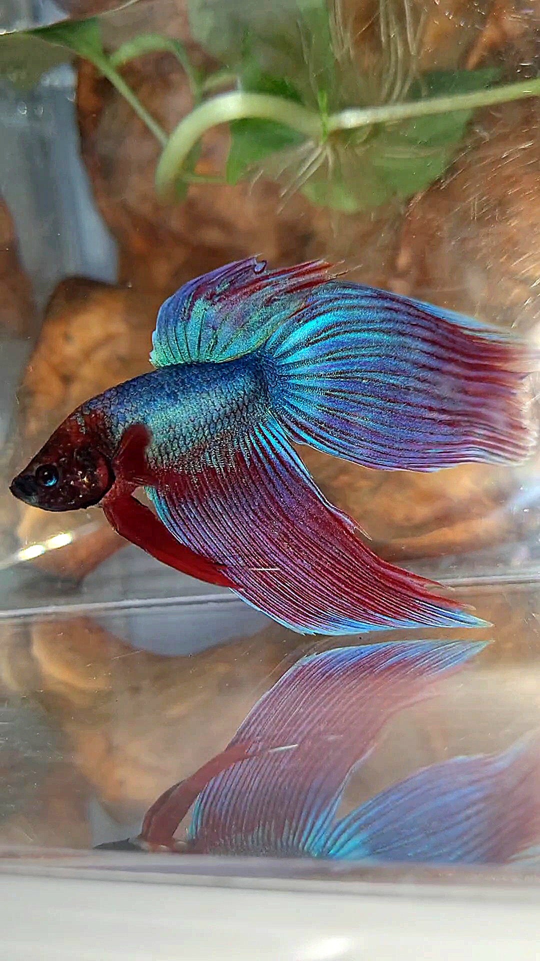 VEILTAIL SUPER PURPLE BETTA FISH