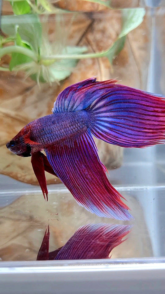 VEILTAIL SUPER PURPLE BETTA FISH