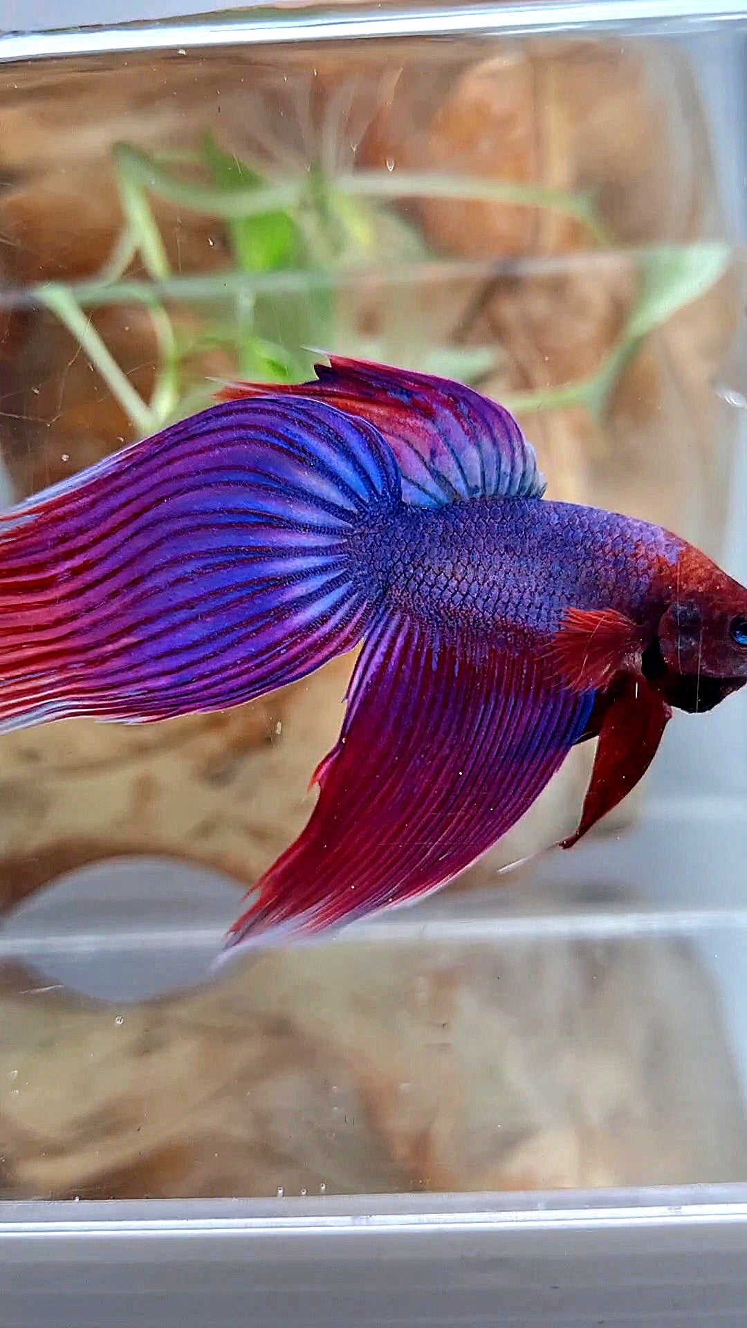 VEILTAIL SUPER PURPLE BETTA FISH
