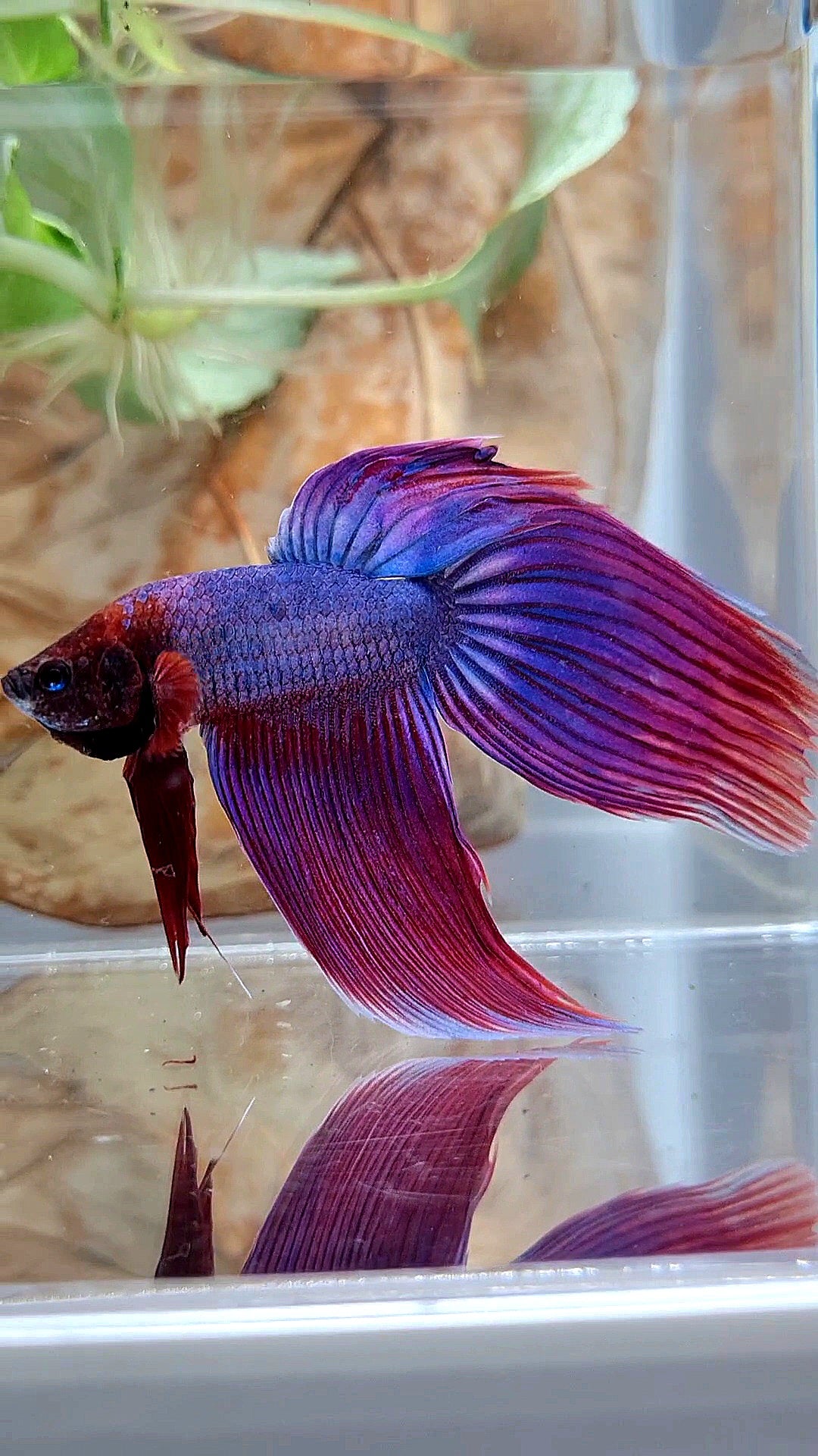 VEILTAIL SUPER PURPLE BETTA FISH