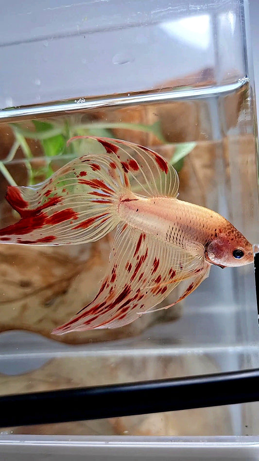 VEILTAIL ARMAGEDDON BETTA FISH