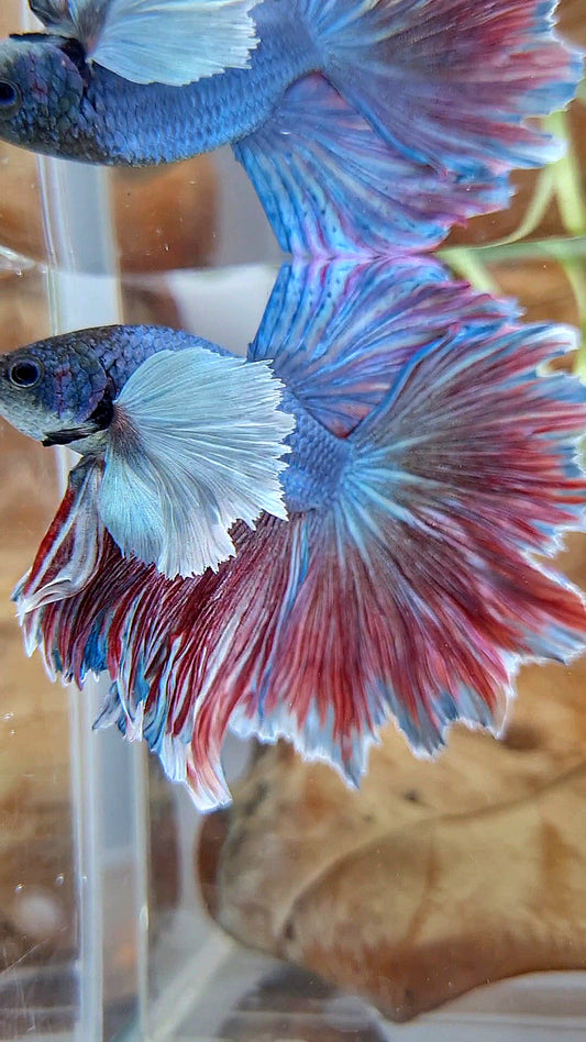 XL HALFMOON SUPER DUMBO EAR FEATHER BLUE RED PURPLE BETTA FISH
