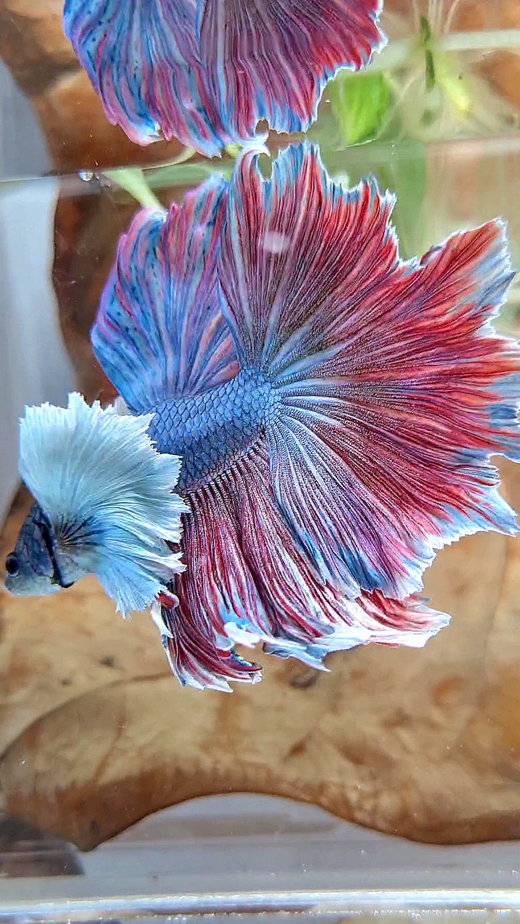 XL HALFMOON SUPER DUMBO EAR FEATHER BLUE RED PURPLE BETTA FISH