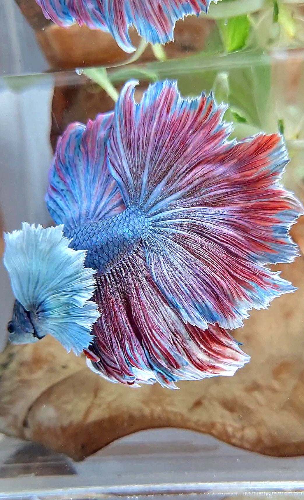 XL HALFMOON SUPER DUMBO EAR FEATHER BLUE RED PURPLE BETTA FISH