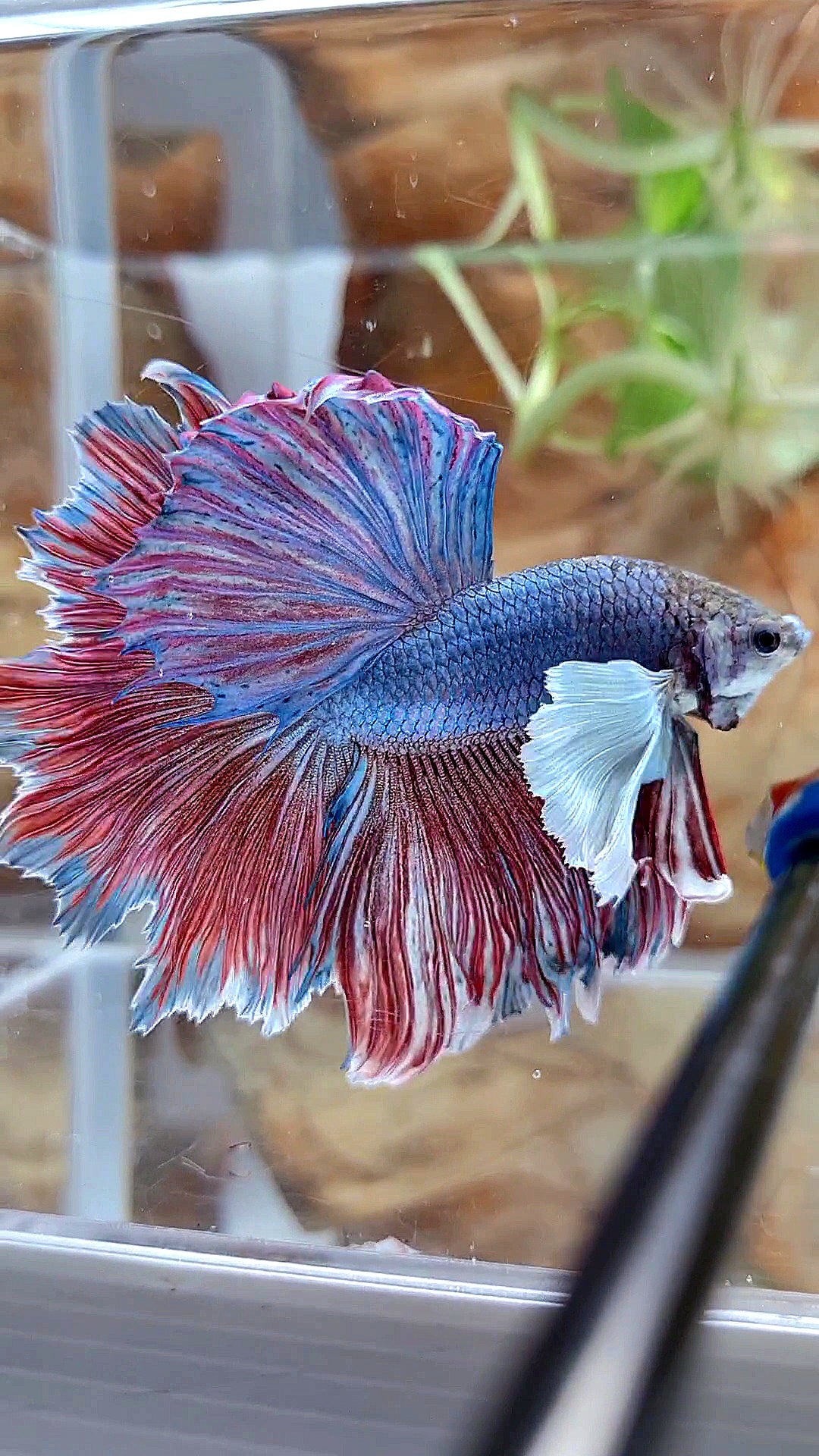 XL HALFMOON SUPER DUMBO EAR FEATHER BLUE RED PURPLE BETTA FISH