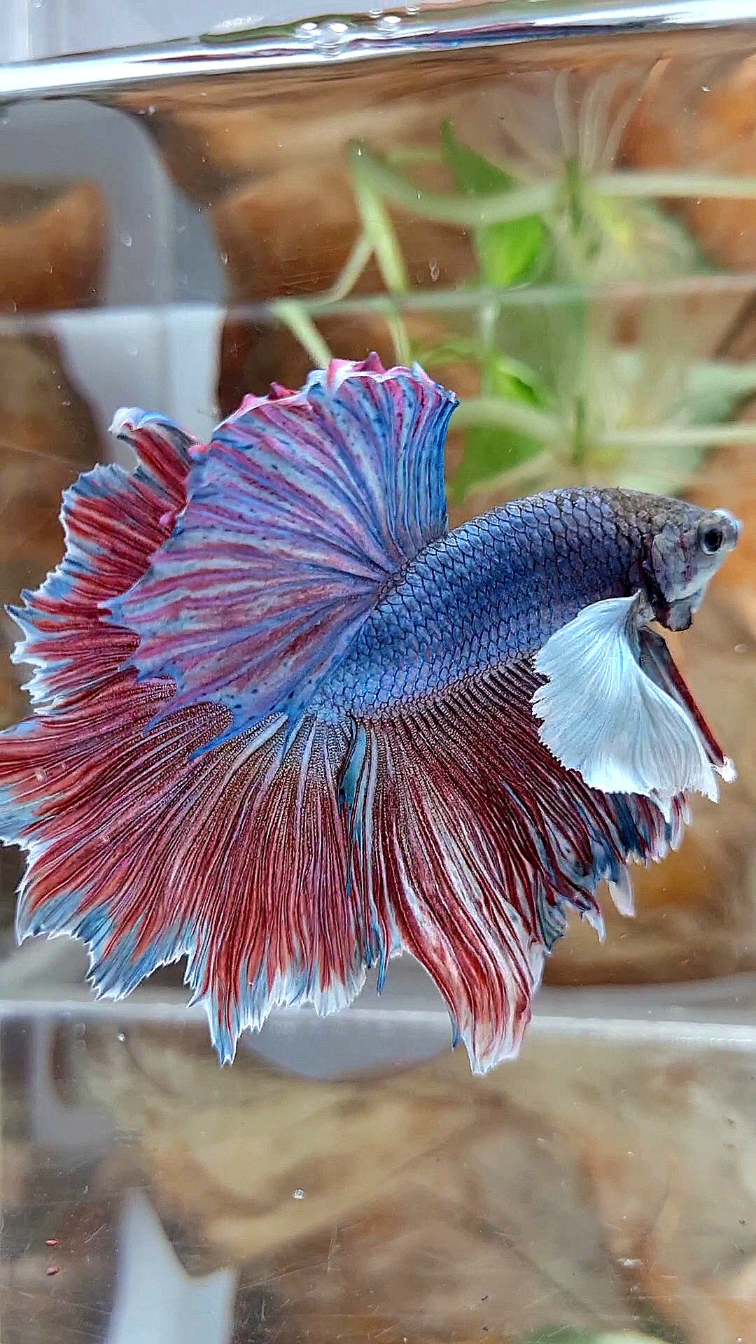 XL HALFMOON SUPER DUMBO EAR FEATHER BLUE RED PURPLE BETTA FISH