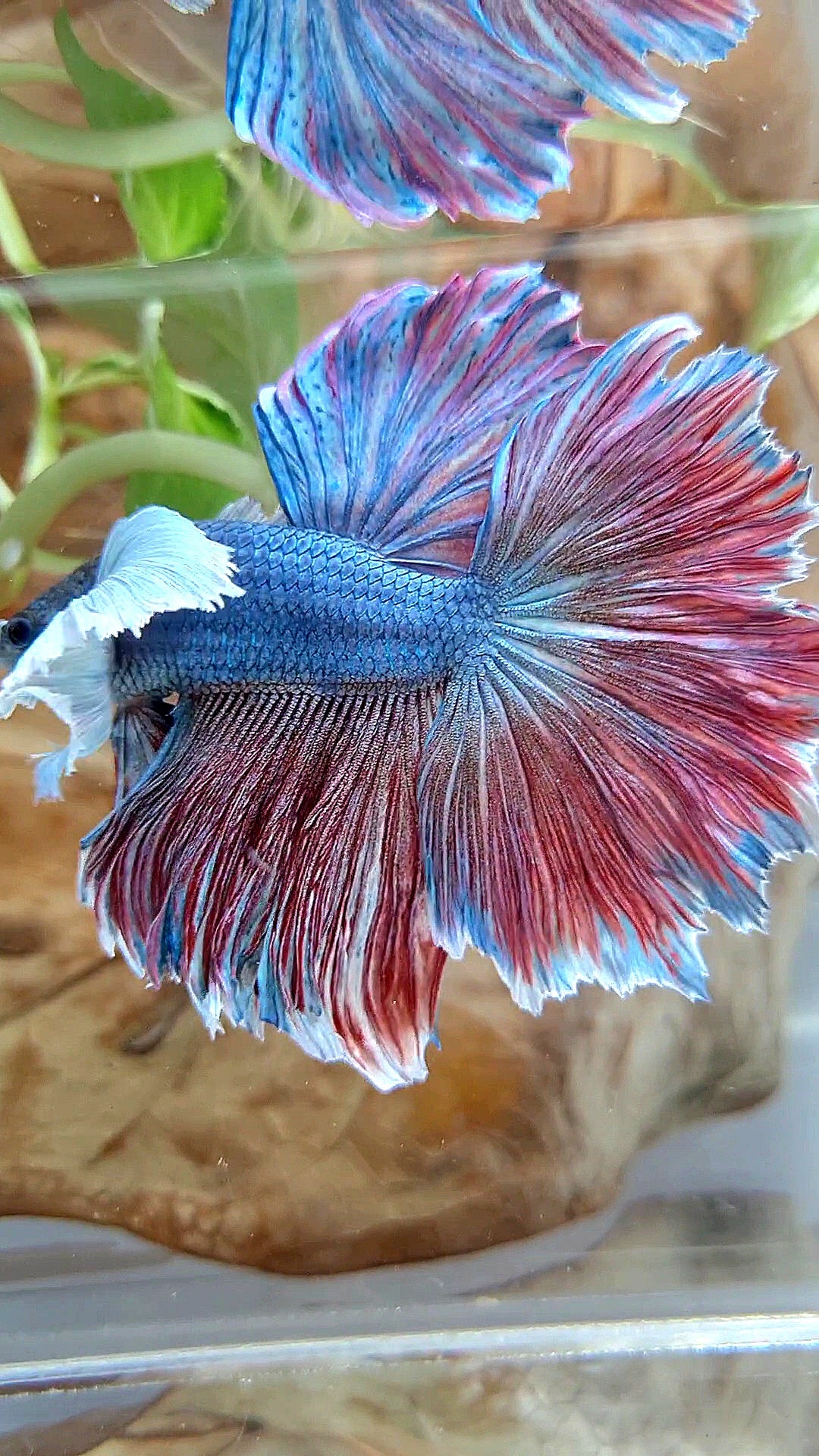 XL HALFMOON SUPER DUMBO EAR FEATHER BLUE RED PURPLE BETTA FISH