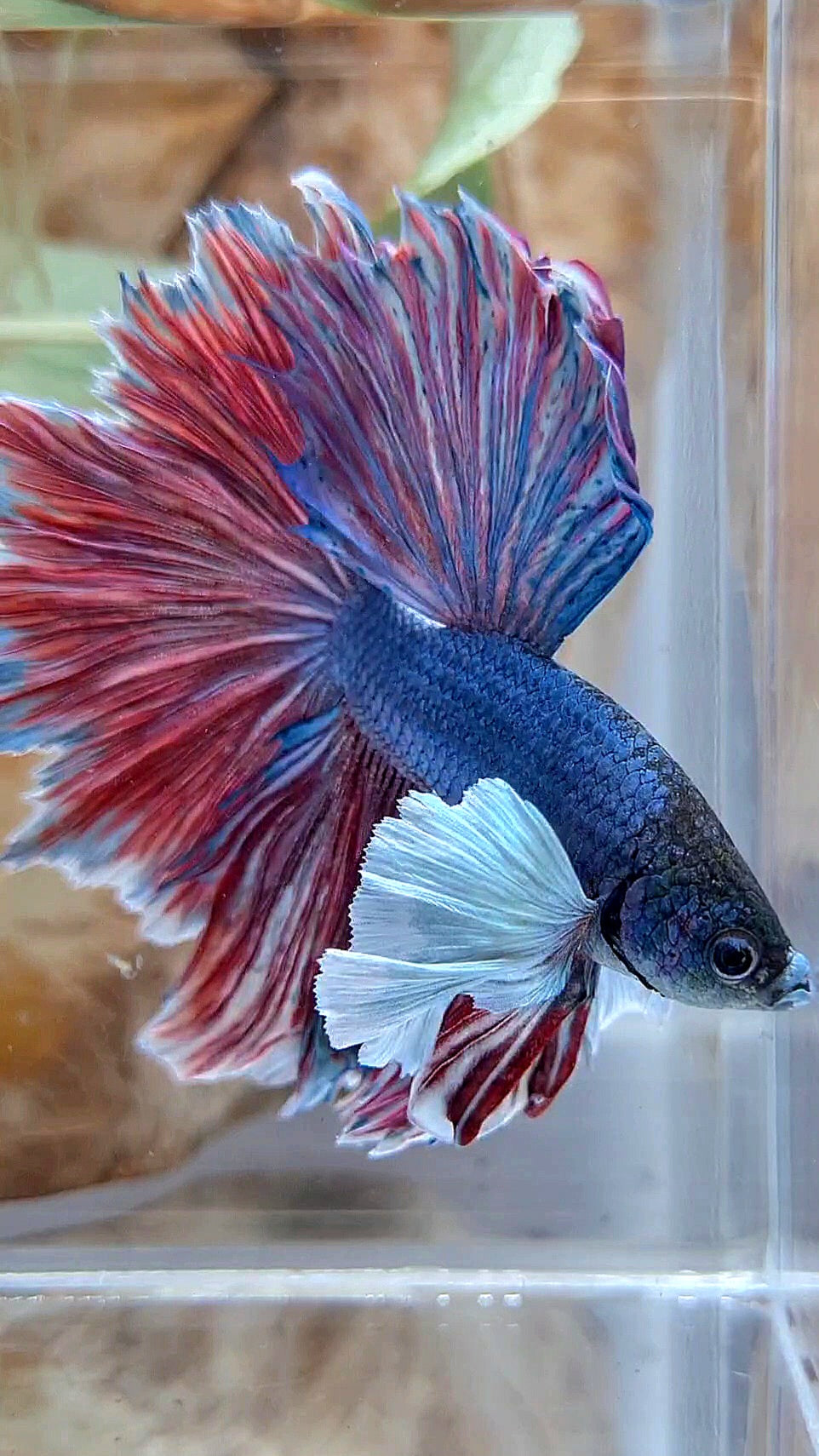XL HALFMOON SUPER DUMBO EAR FEATHER BLUE RED PURPLE BETTA FISH