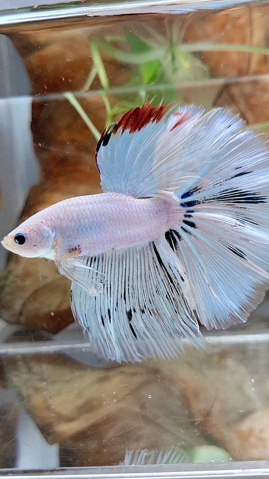 XL HALFMOON ROSETAIL WHITE FANCY RED WASH UNIQUE BETTA FISH