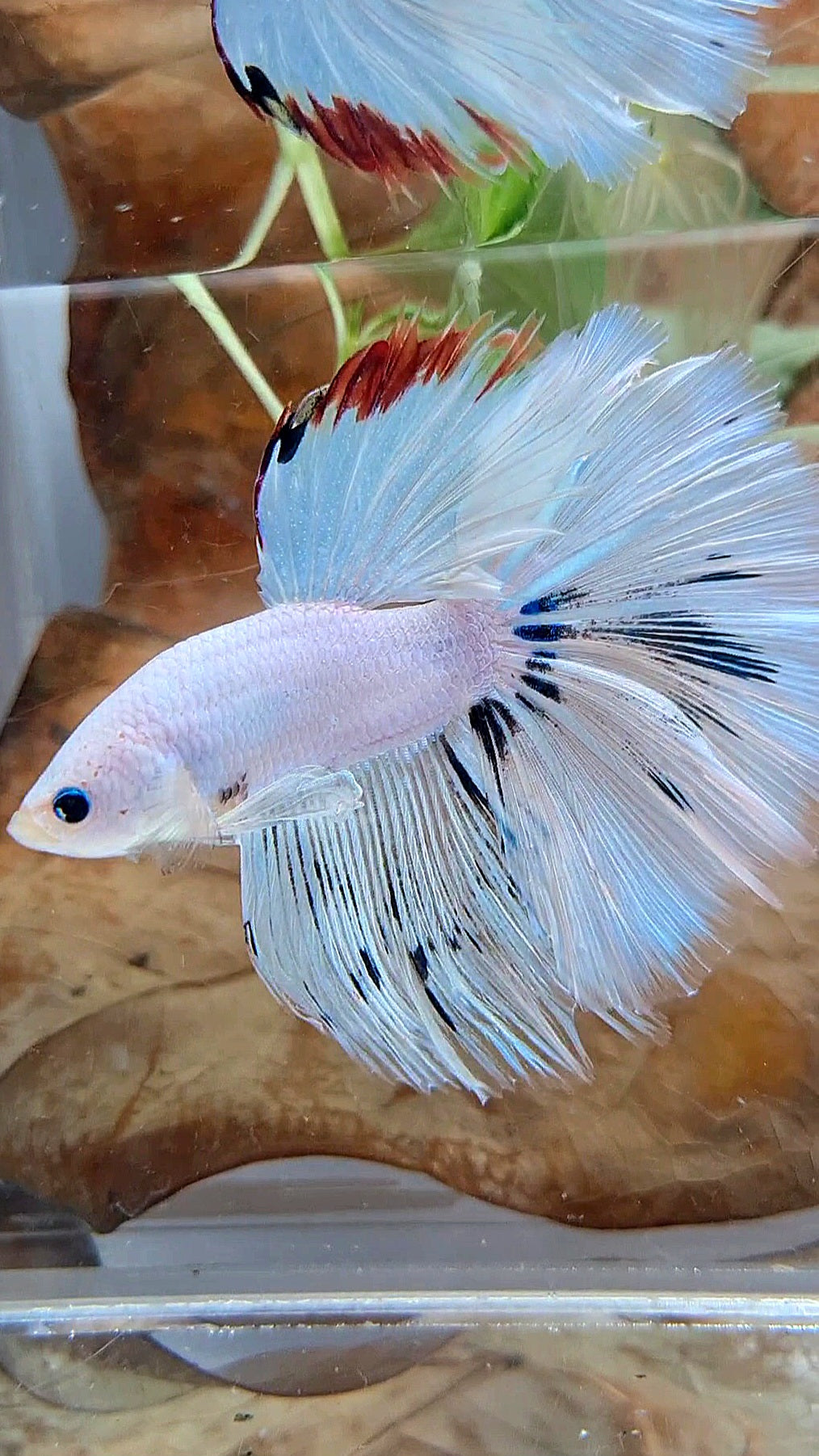 XL HALFMOON ROSETAIL WHITE FANCY RED WASH UNIQUE BETTA FISH