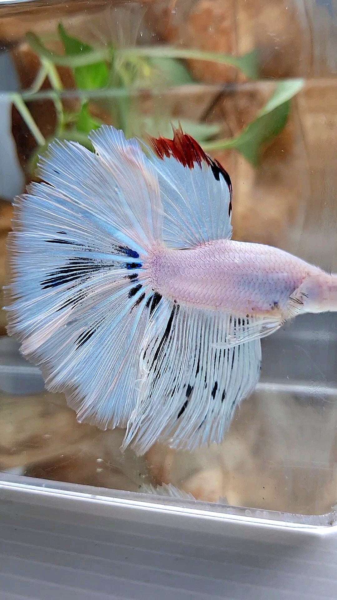 XL HALFMOON ROSETAIL WHITE FANCY RED WASH UNIQUE BETTA FISH