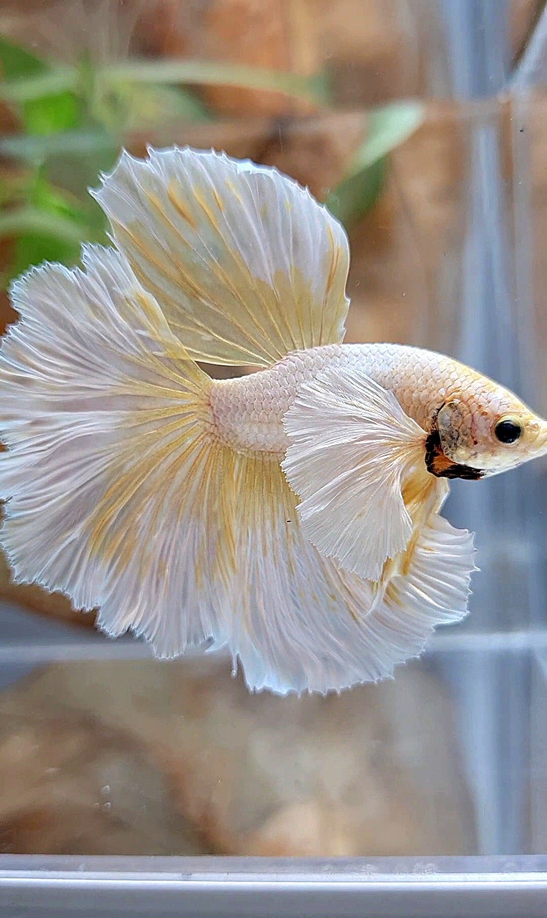 HALFMOON DUMBO EAR ROSETAIL GOLD BUTTERLY BETTA FISH