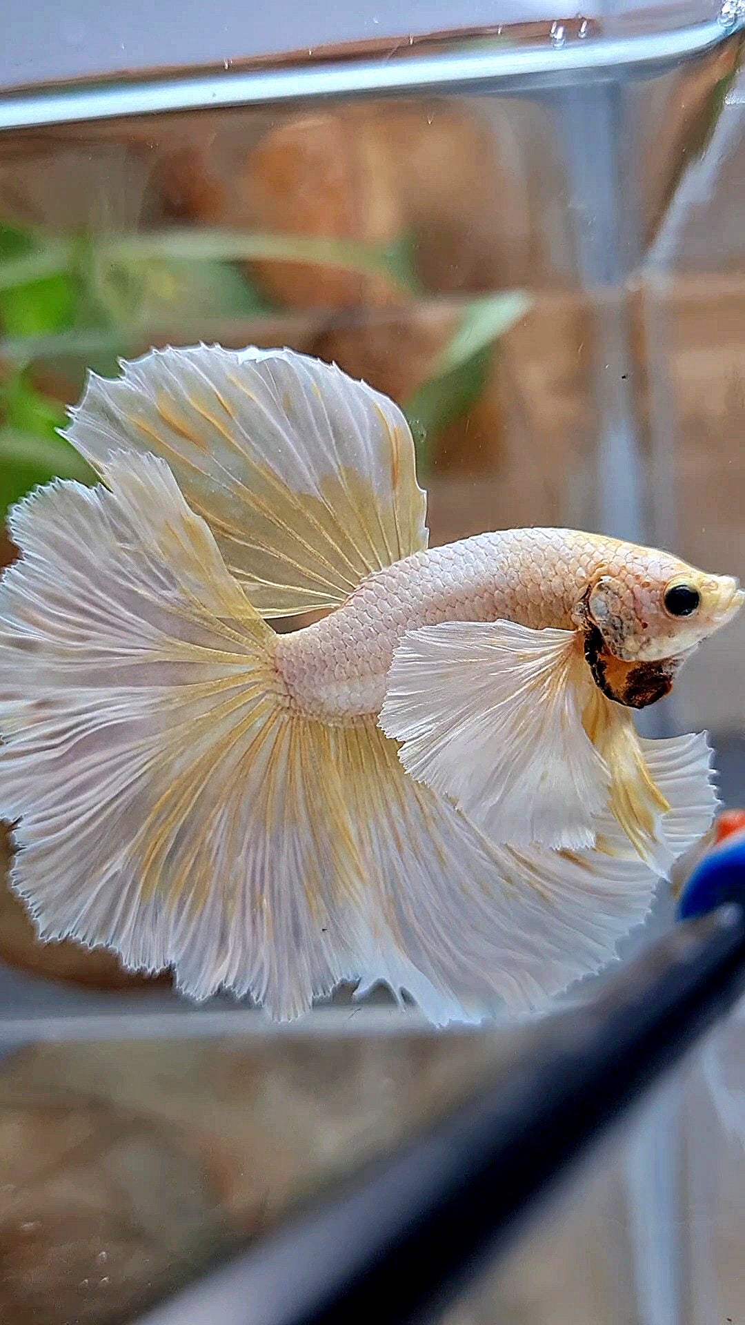 HALFMOON DUMBO EAR ROSETAIL GOLD BUTTERLY BETTA FISH