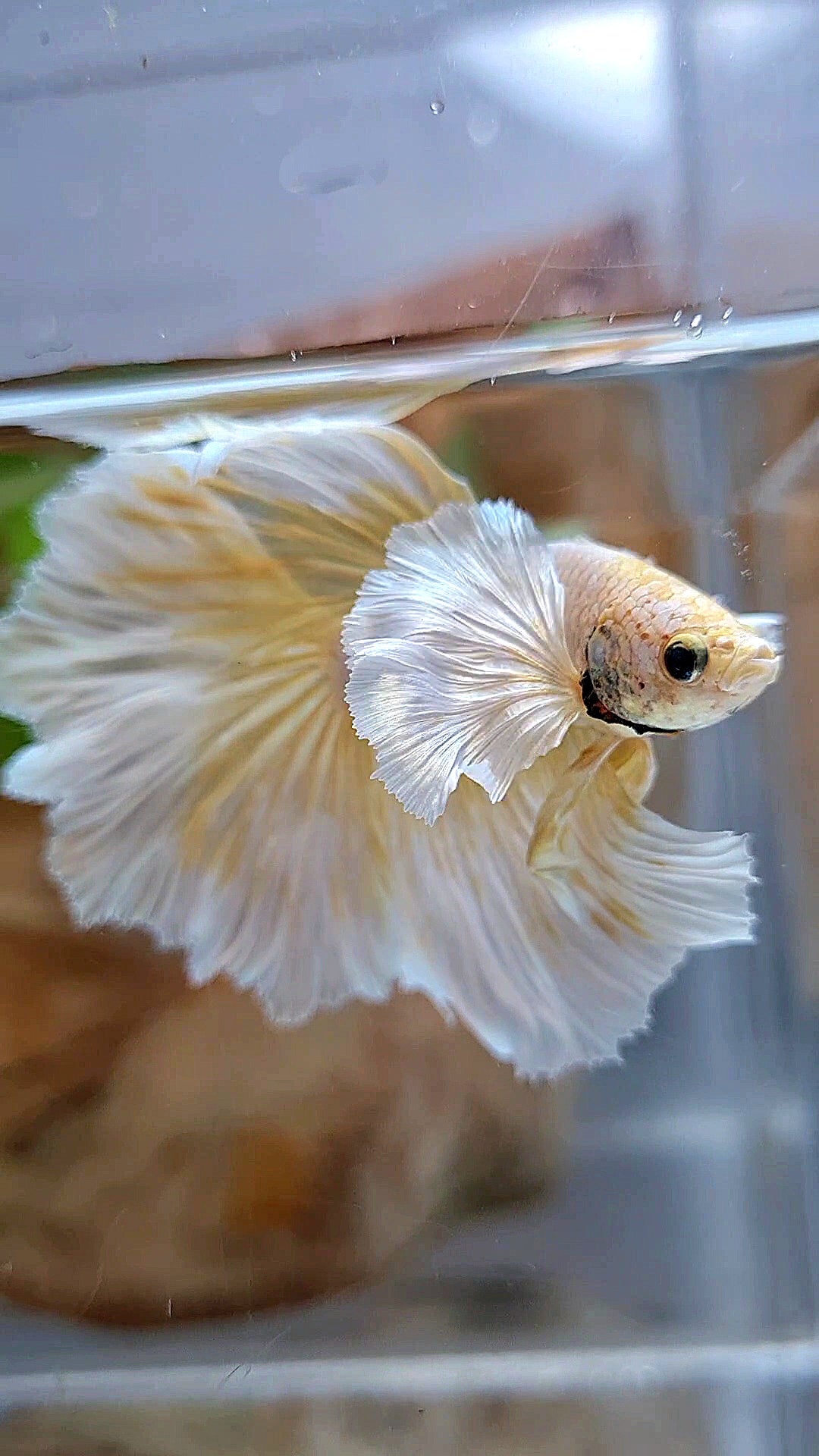 HALFMOON DUMBO EAR ROSETAIL GOLD BUTTERLY BETTA FISH