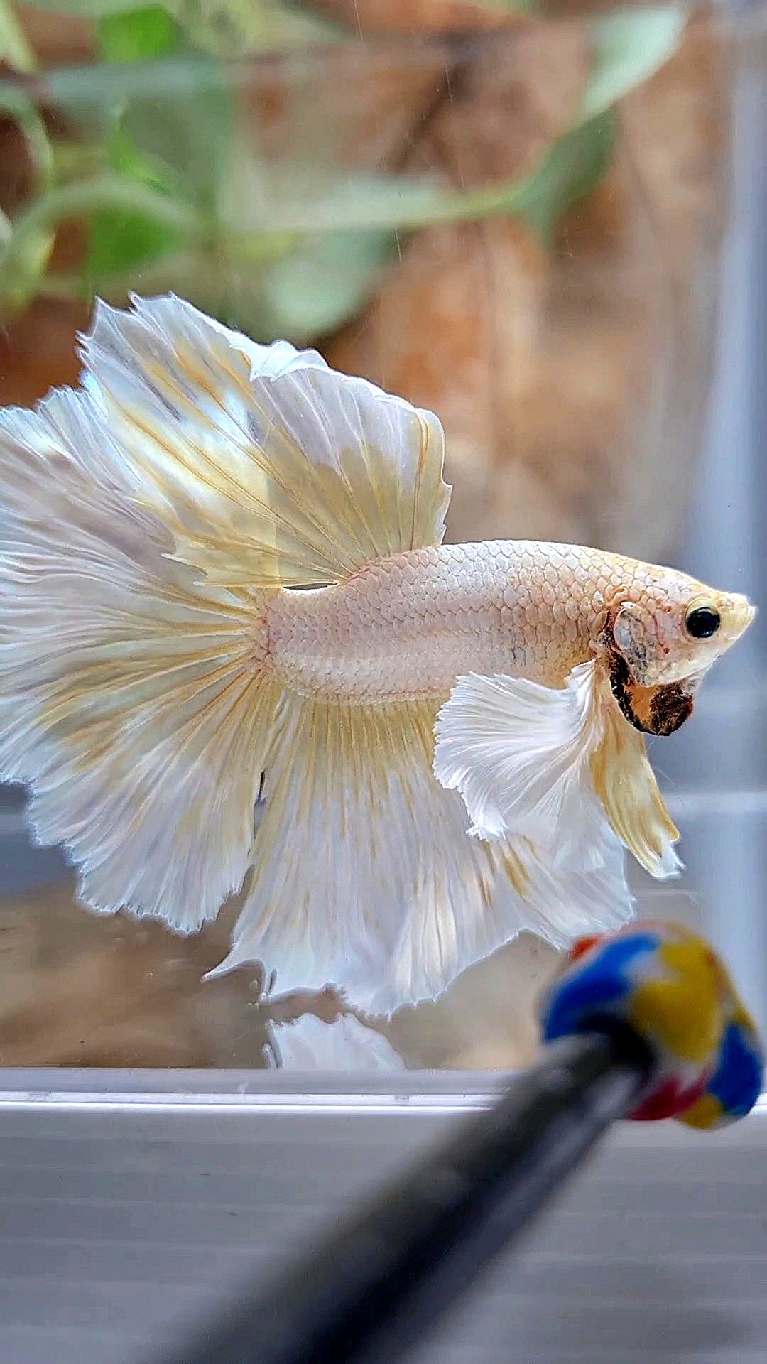 HALFMOON DUMBO EAR ROSETAIL GOLD BUTTERLY BETTA FISH