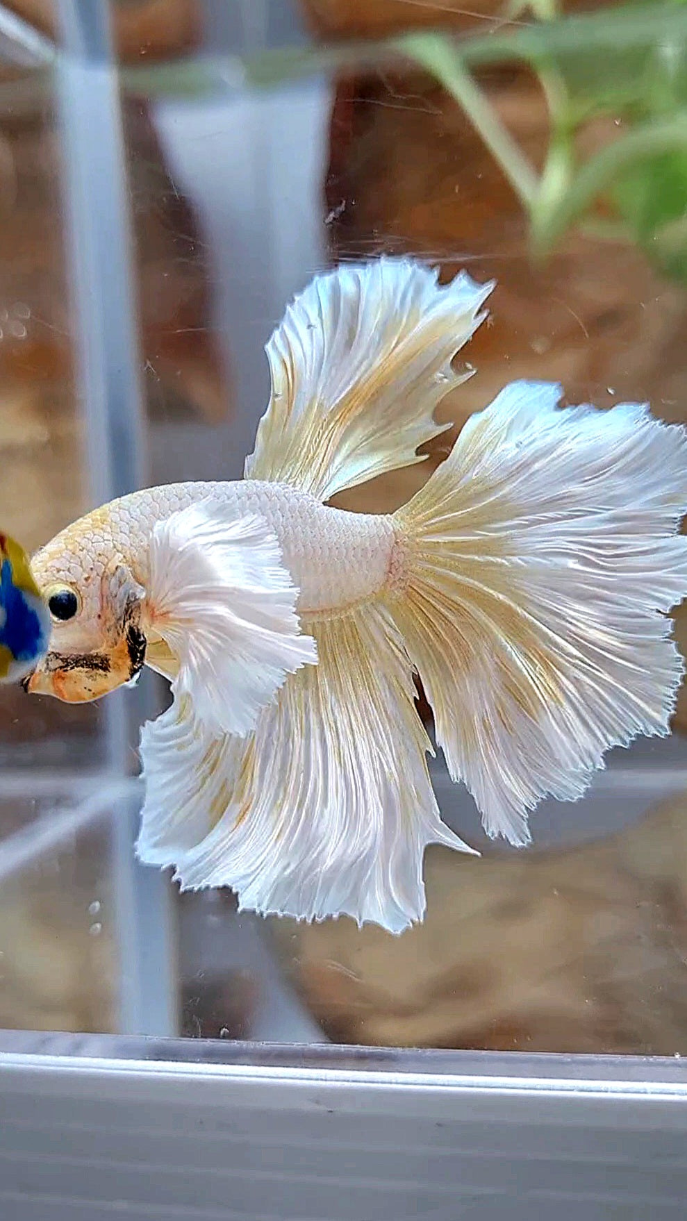 HALFMOON DUMBO EAR ROSETAIL GOLD BUTTERLY BETTA FISH