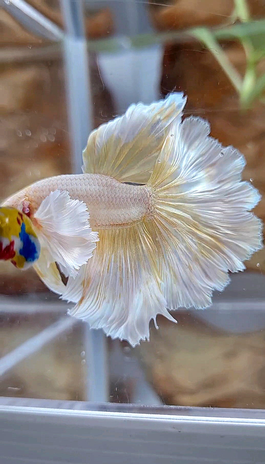 HALFMOON DUMBO EAR ROSETAIL GOLD BUTTERLY BETTA FISH