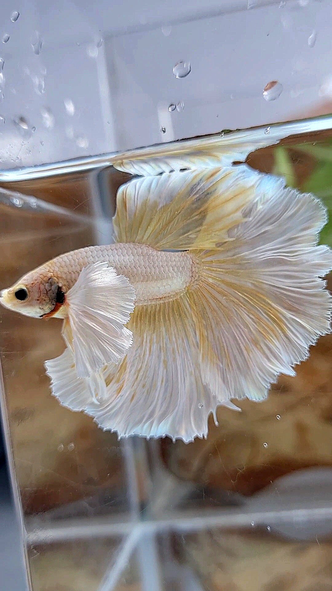 HALFMOON DUMBO EAR ROSETAIL GOLD BUTTERLY BETTA FISH