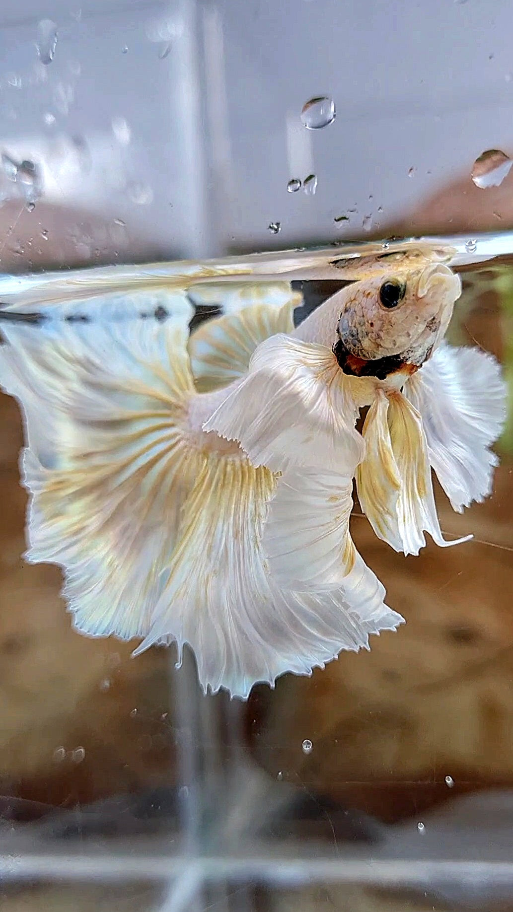 HALFMOON DUMBO EAR ROSETAIL GOLD BUTTERLY BETTA FISH