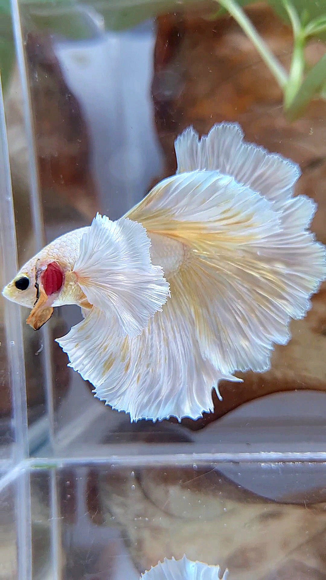 HALFMOON DUMBO EAR ROSETAIL GOLD BUTTERLY BETTA FISH