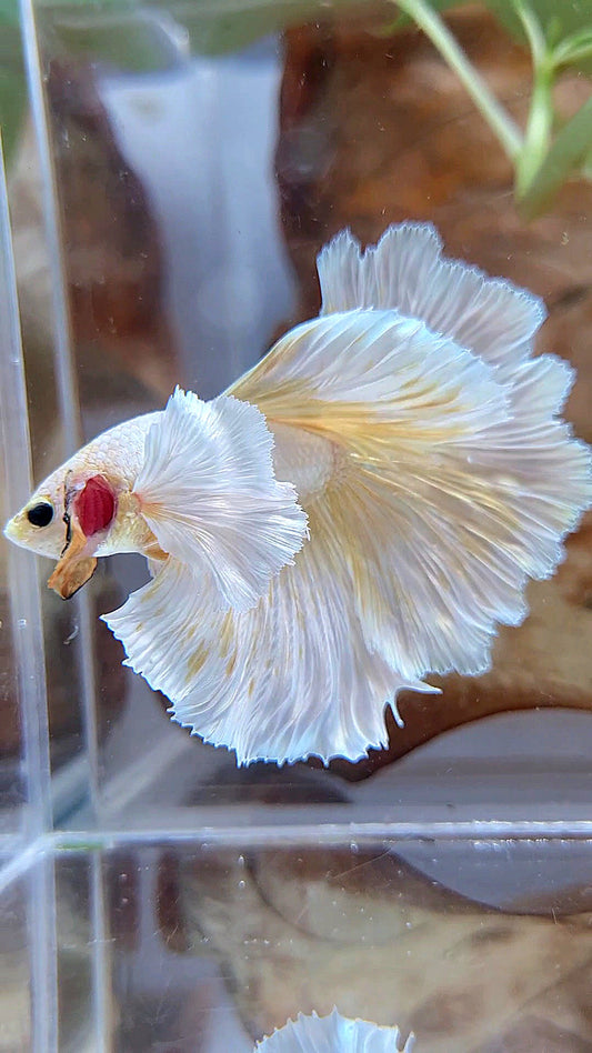 HALFMOON DUMBO EAR ROSETAIL GOLD BUTTERLY BETTA FISH