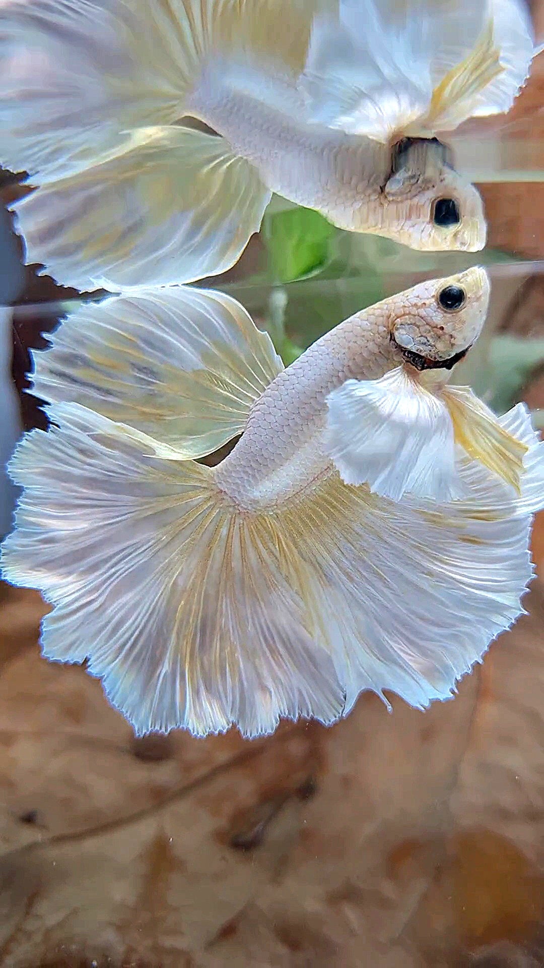 HALFMOON DUMBO EAR ROSETAIL GOLD BUTTERLY BETTA FISH