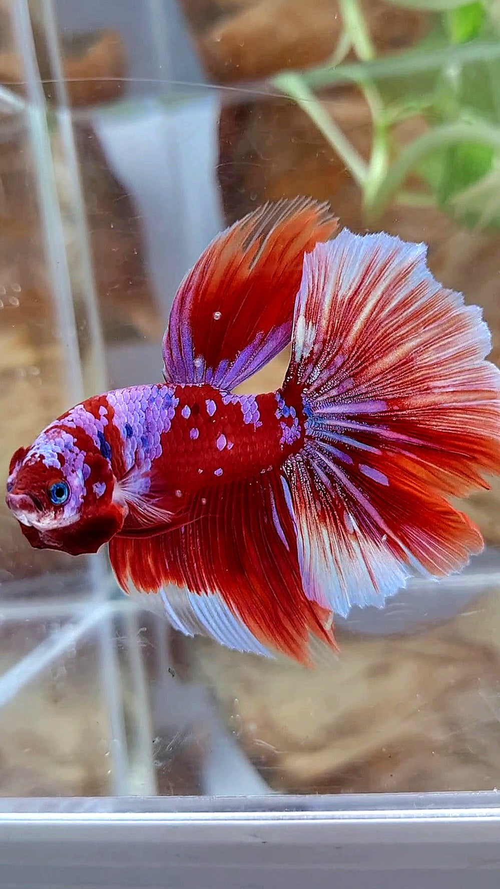 HALFMOON ROSETAIL BARONGSAI RED PURPLE GALAXY MULTICOLOR BETTA FISH