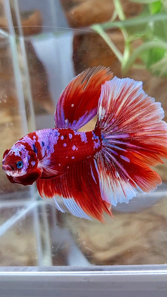 HALFMOON ROSETAIL BARONGSAI RED PURPLE GALAXY MULTICOLOR BETTA FISH