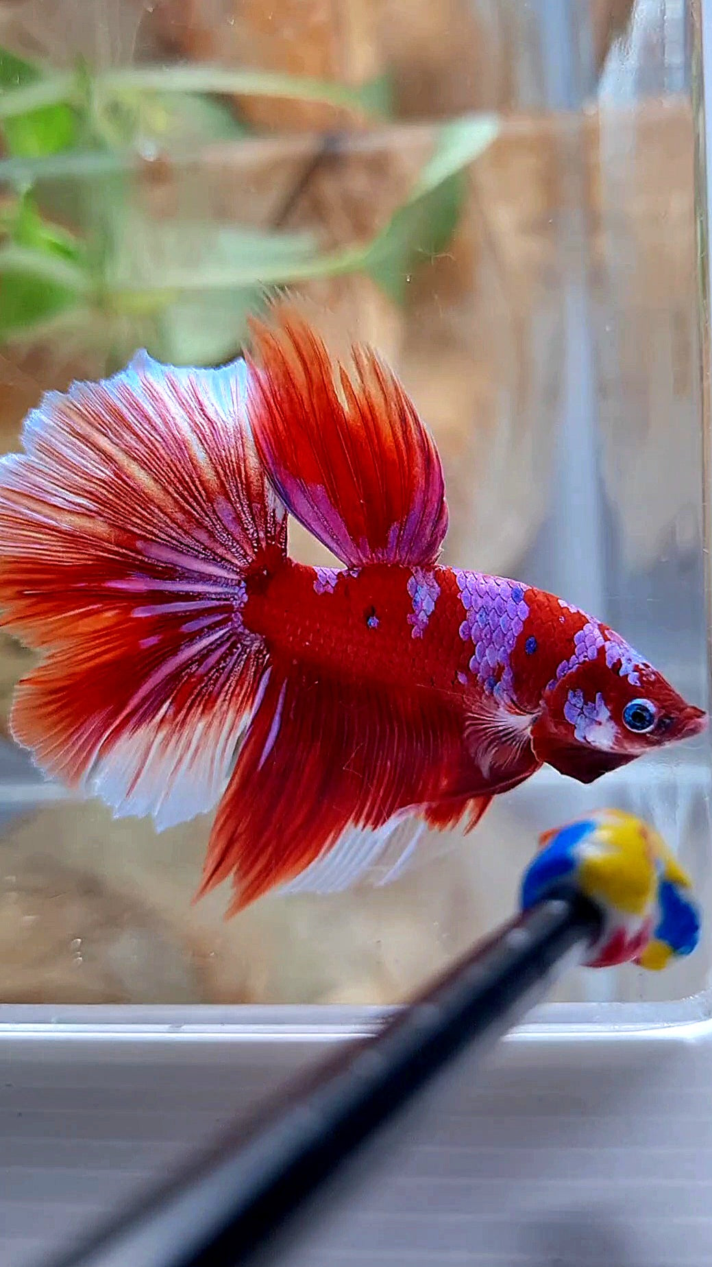 HALFMOON ROSETAIL BARONGSAI RED PURPLE GALAXY MULTICOLOR BETTA FISH