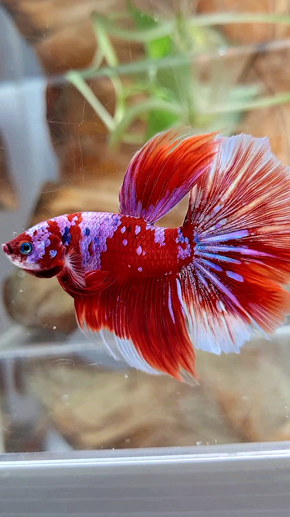 HALFMOON ROSETAIL BARONGSAI RED PURPLE GALAXY MULTICOLOR BETTA FISH