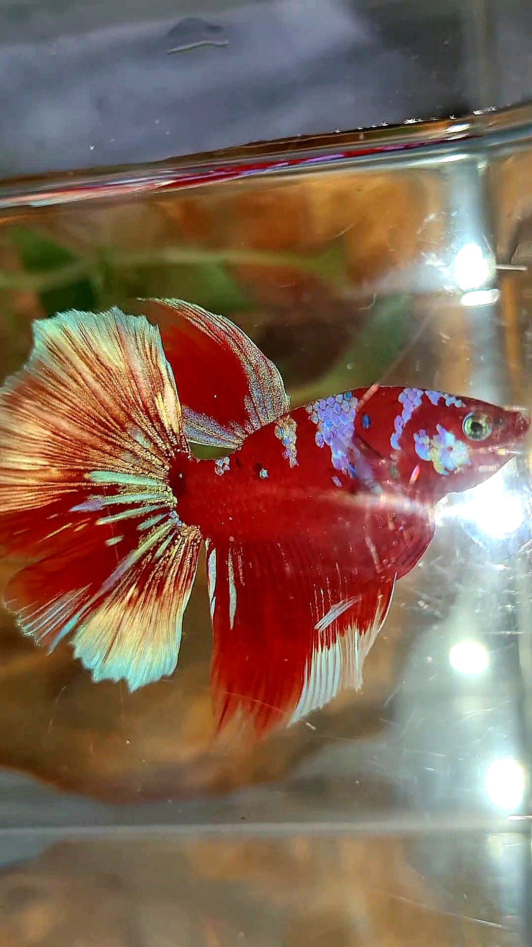 HALFMOON ROSETAIL BARONGSAI RED PURPLE GALAXY MULTICOLOR BETTA FISH