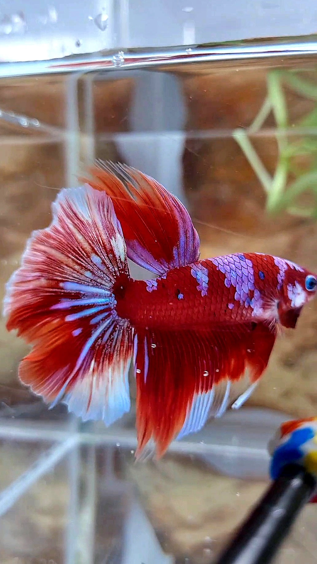 HALFMOON ROSETAIL BARONGSAI RED PURPLE GALAXY MULTICOLOR BETTA FISH