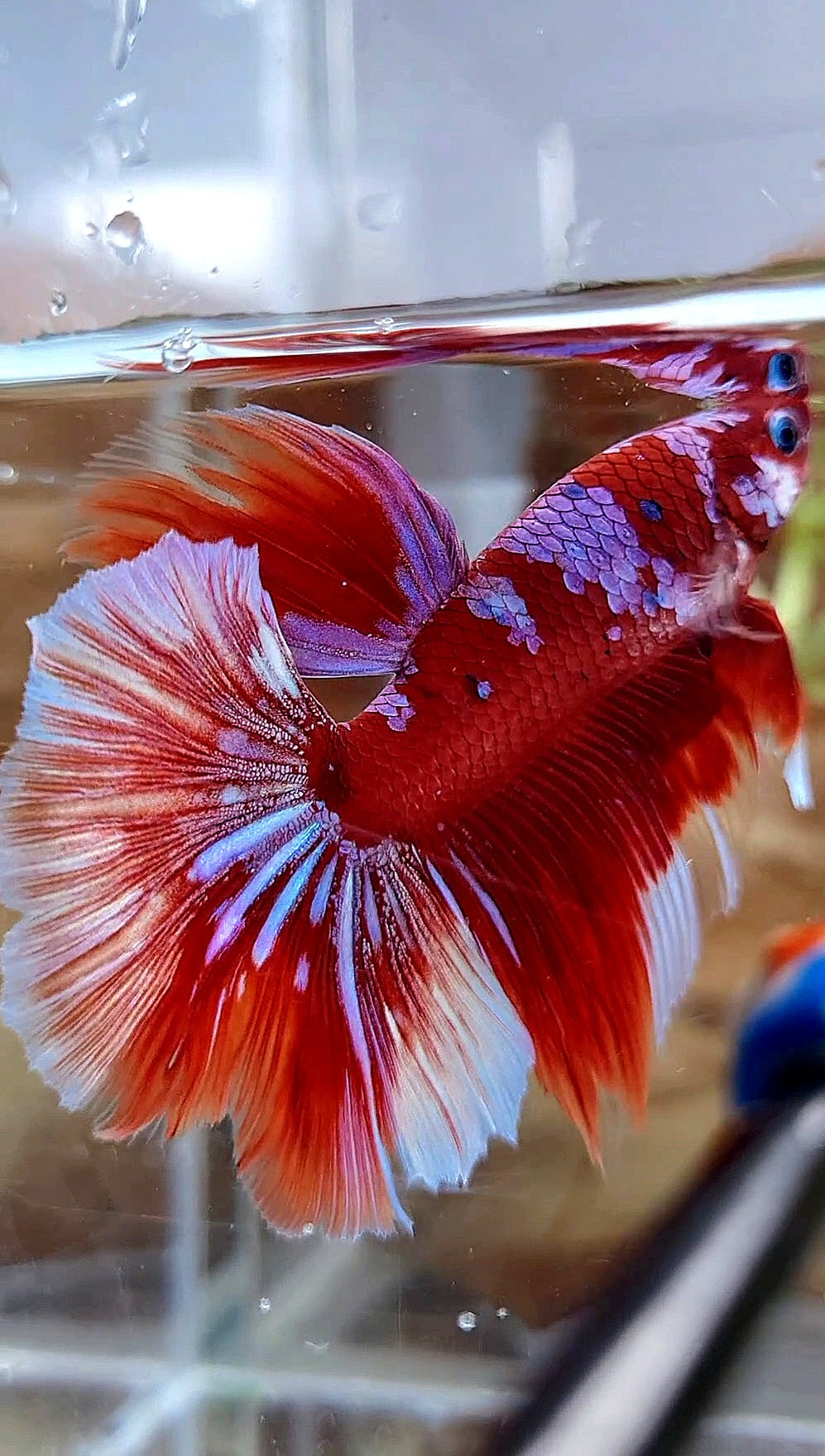 HALFMOON ROSETAIL BARONGSAI RED PURPLE GALAXY MULTICOLOR BETTA FISH