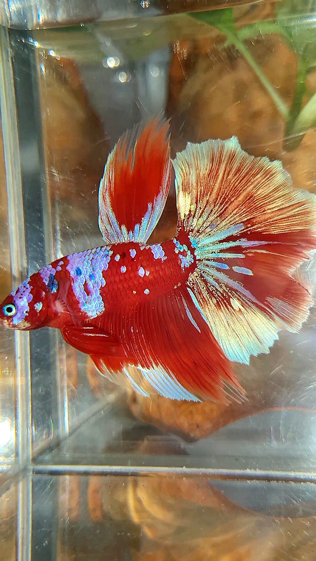 HALFMOON ROSETAIL BARONGSAI RED PURPLE GALAXY MULTICOLOR BETTA FISH