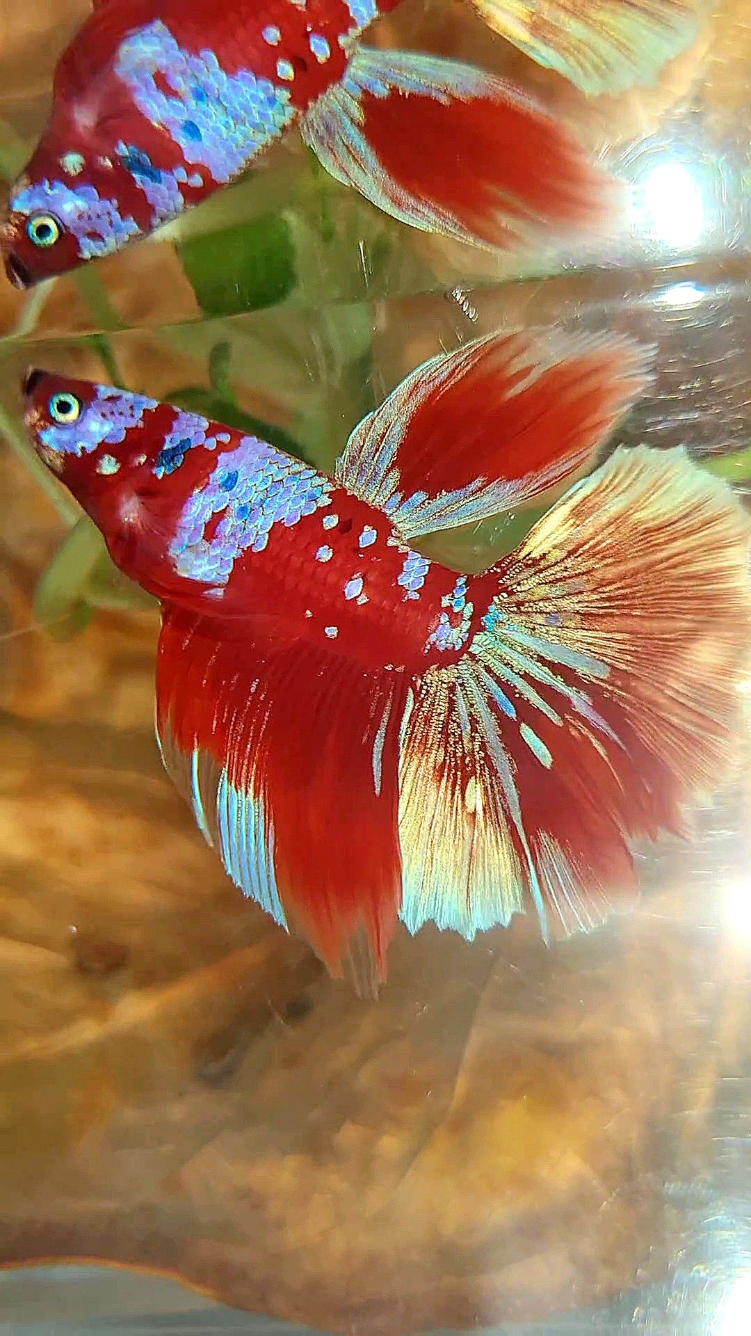 HALFMOON ROSETAIL BARONGSAI RED PURPLE GALAXY MULTICOLOR BETTA FISH