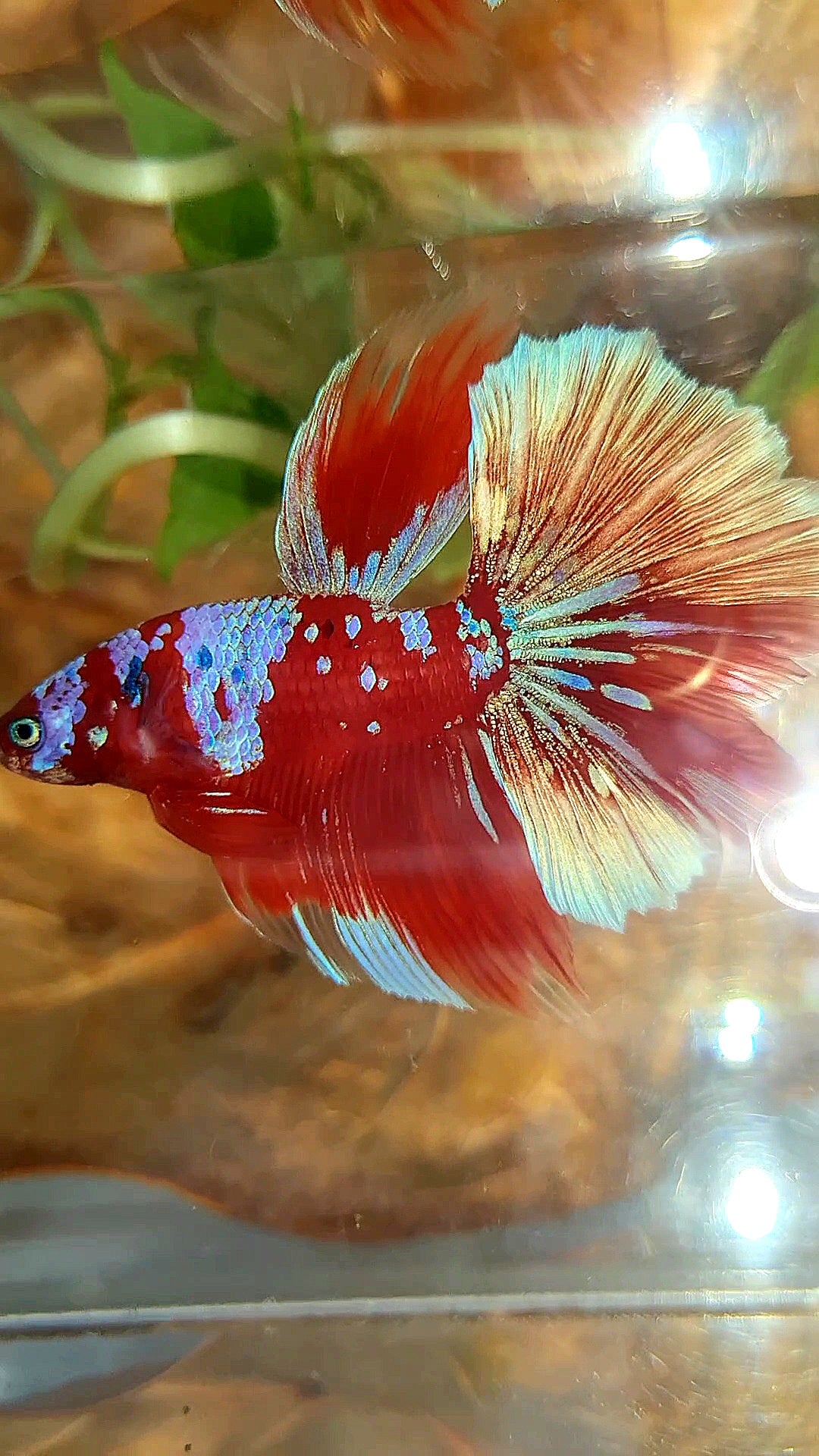 HALFMOON ROSETAIL BARONGSAI RED PURPLE GALAXY MULTICOLOR BETTA FISH