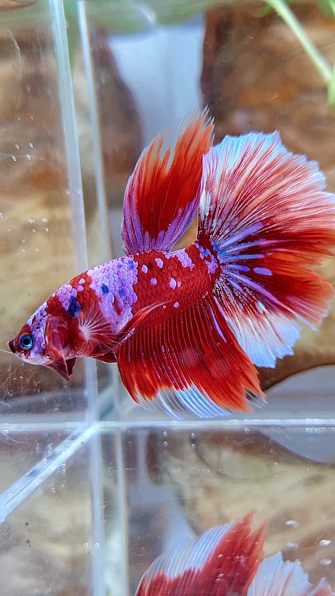 HALFMOON ROSETAIL BARONGSAI RED PURPLE GALAXY MULTICOLOR BETTA FISH