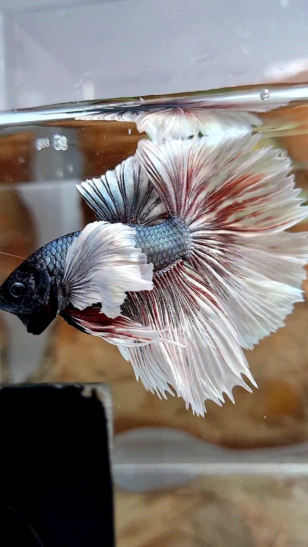 HALFMOON DUMBO EAR ROSETAIL COPPER BUTTERFLY BETTA FISH