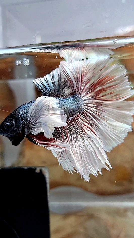 HALFMOON DUMBO EAR ROSETAIL COPPER BUTTERFLY BETTA FISH
